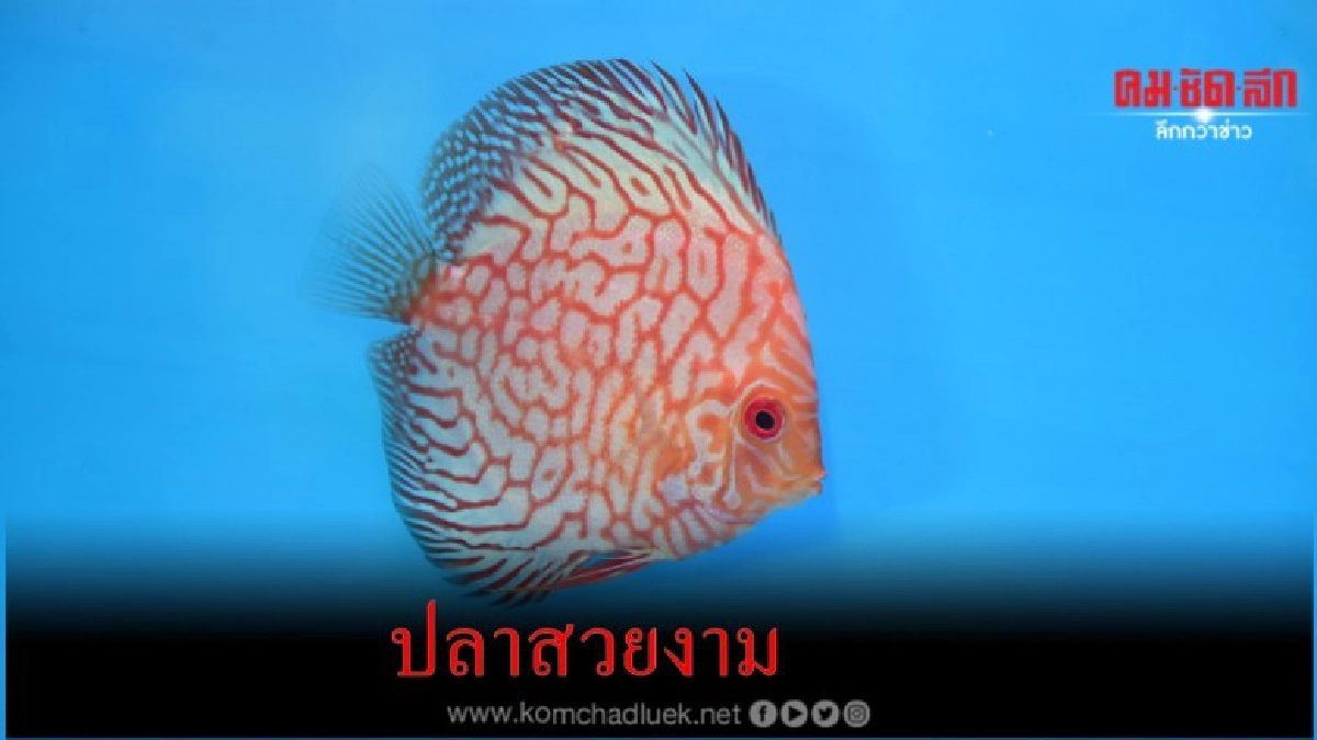 จัดใหญ่"มหกรรมสัตว์เลี้ยงแห่งประเทศไทย" ครั้งที่15