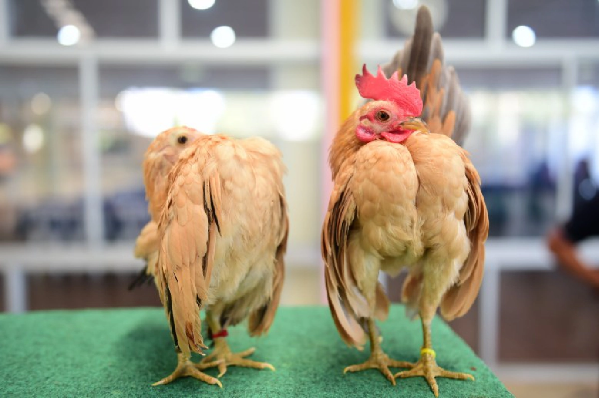 จัดใหญ่"มหกรรมสัตว์เลี้ยงแห่งประเทศไทย" ครั้งที่15