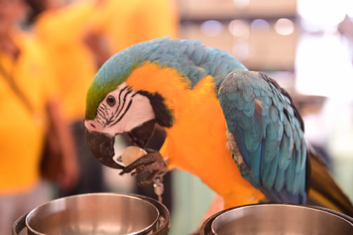 จัดใหญ่"มหกรรมสัตว์เลี้ยงแห่งประเทศไทย" ครั้งที่15