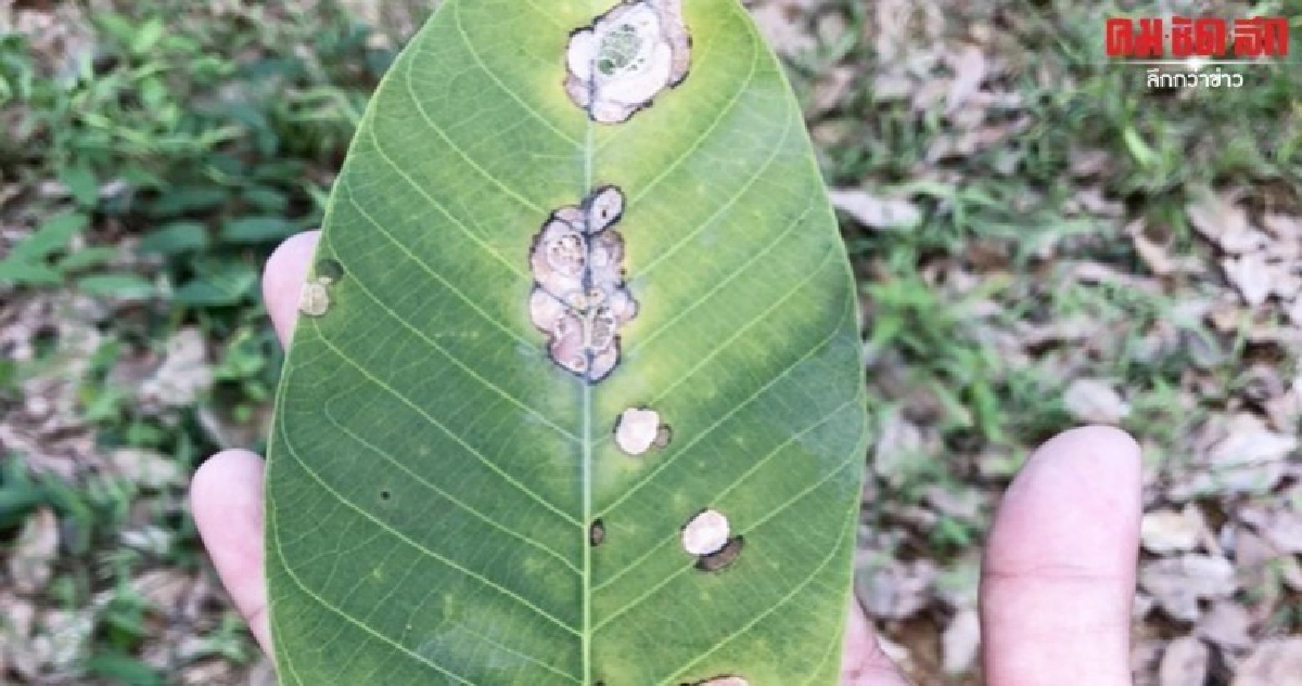 โรคใบร่วงในยางพาราระบาดหนักทำสูญรายได้แล้วกว่า 200 ล้าน