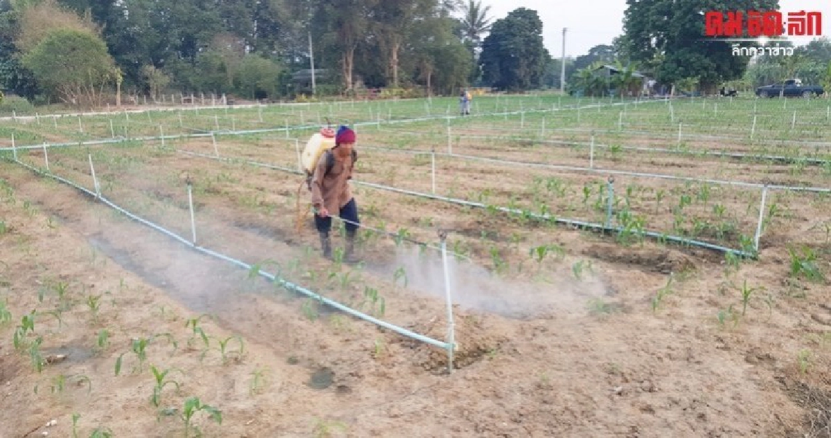 ส่อยืดระยะเวลาแบน 3 สาร