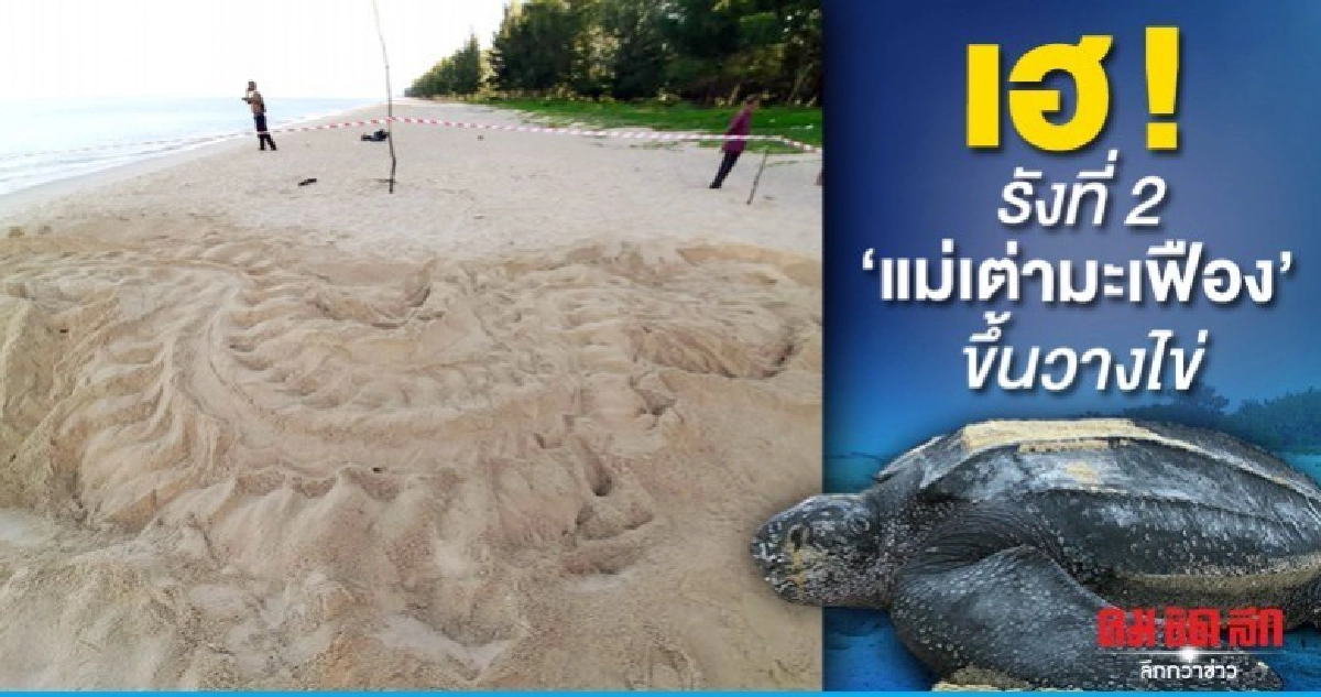 รอสมาชิกใหม่ แม่เต่ามะเฟืองขึ้นวางไข่รังที่ 2 หาดบ่อดาน รอสมาชิกใหม่ แม่เต่ามะเฟืองขึ้นวางไข่รังที่ 2 หาดบ่อดาน