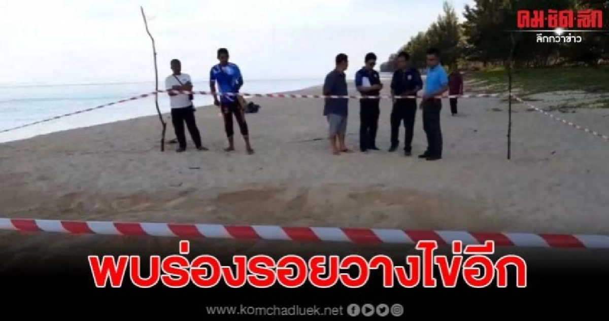 พบร่องรอยแม่เต่าขนาดใหญ่ขึ้นมาวางไข่ คาดเป็นรังที่ 2 พบร่องรอยแม่เต่าขนาดใหญ่ขึ้นมาวางไข่ คาดเป็นรังที่ 2