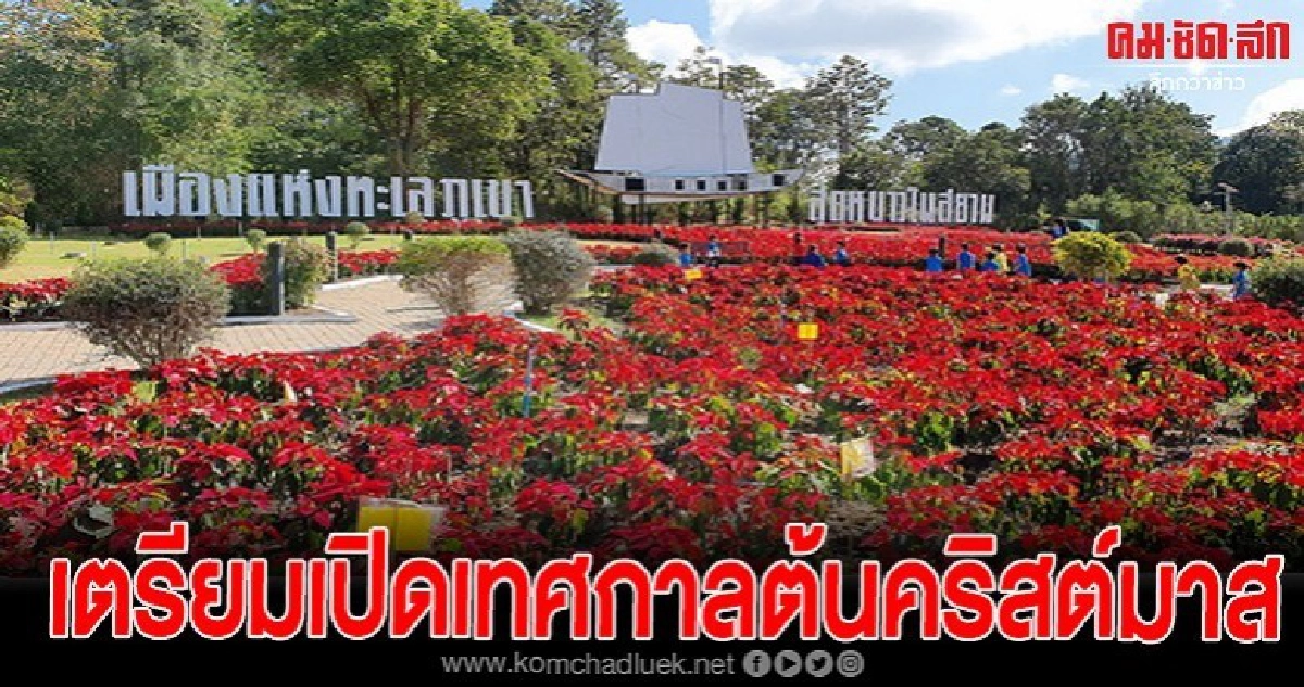 ททท . เตรียมความพร้อมเปิดเทศกาลต้นคริสต์มาสสีชมพูอำเภอภูเรือ