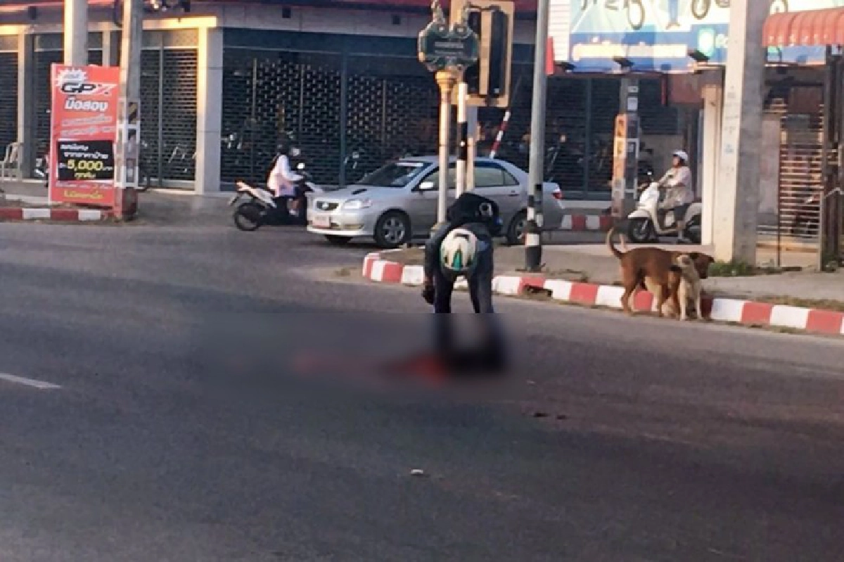 ยกนิ้วให้ หนุ่มนักเรียนอาสาเก็บซากสุนัขที่ถูกรถชนตายกลางถนน 