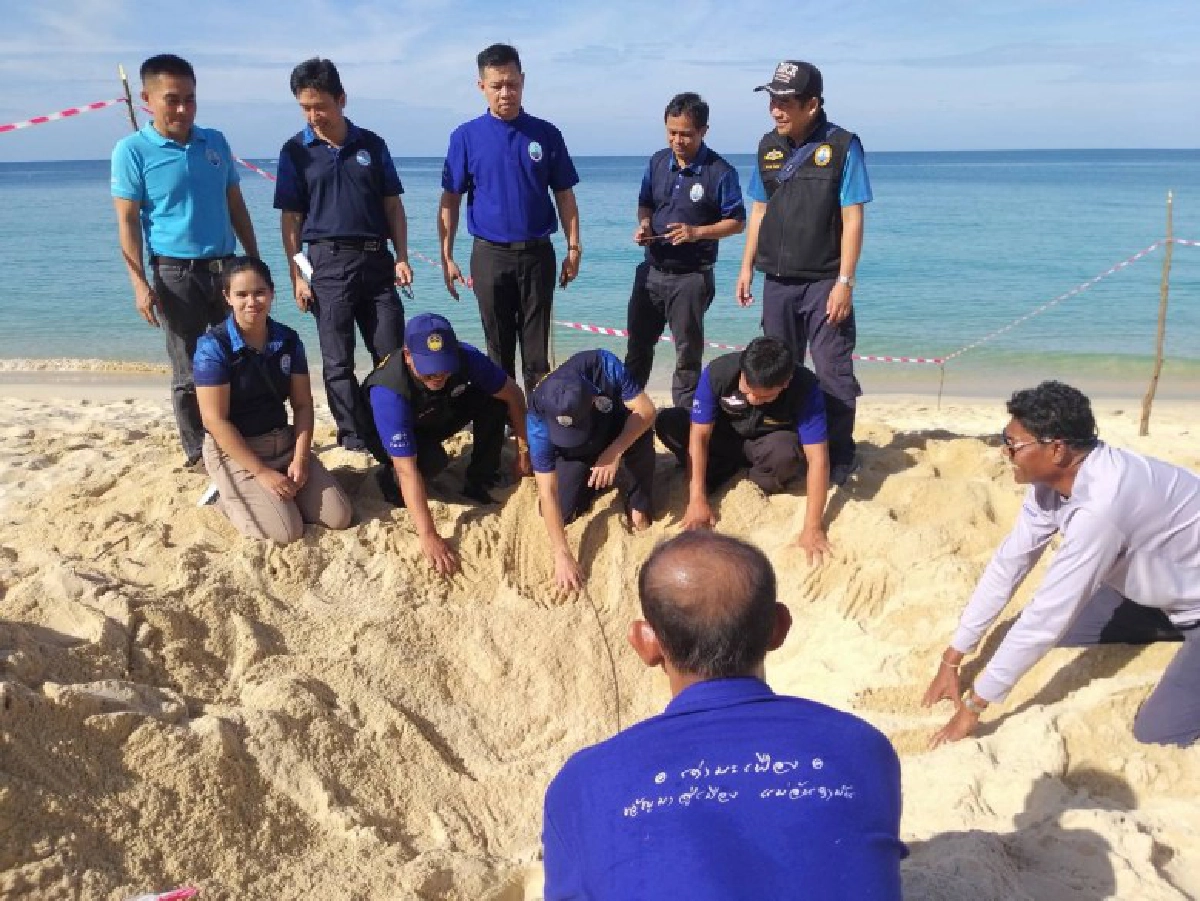 รอสมาชิกใหม่ แม่เต่ามะเฟืองขึ้นวางไข่รังที่ 2 หาดบ่อดาน