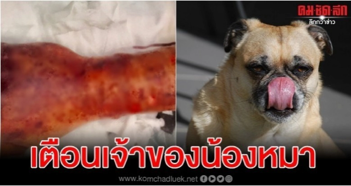 ชายชาวเยอรมันสุขภาพดีเสียชีวิตสาเหตุจากน้องหมาเลีย ชายชาวเยอรมันสุขภาพดีเสียชีวิตสาเหตุจากน้องหมาเลีย