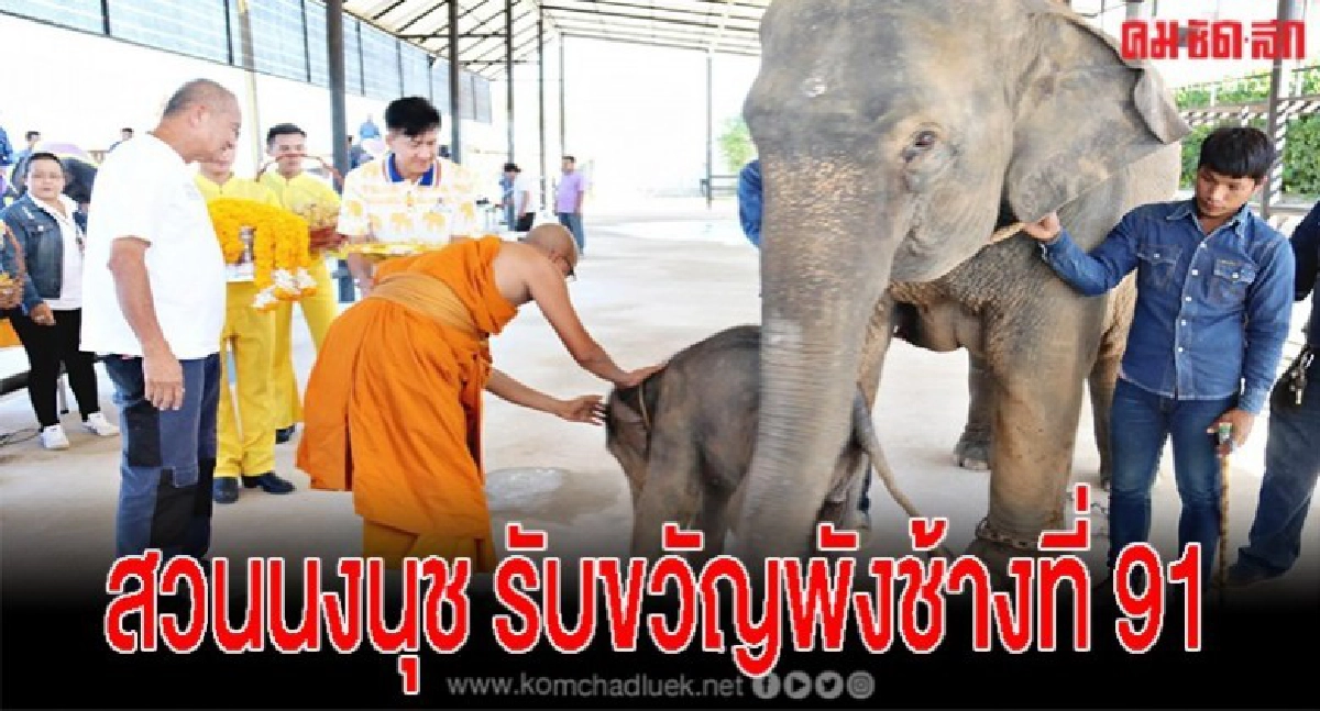 รับขวัญ ลูกช้างพังกอแก้ว พังที่ 91 ของสวนนงนุชพัทยา