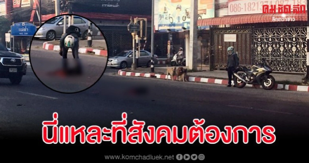 ยกนิ้วให้ หนุ่มนักเรียนอาสาเก็บซากสุนัขที่ถูกรถชนตายกลางถนน ยกนิ้วให้ หนุ่มนักเรียนอาสาเก็บซากสุนัขที่ถูกรถชนตายกลางถนน