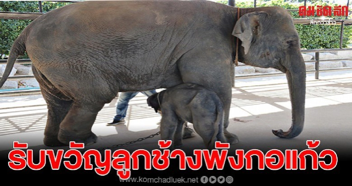 รับขวัญลูกช้างพังกอแก้ว พังที่ 91 ของสวนนงนุชพัทยา รับขวัญลูกช้างพังกอแก้ว พังที่ 91 ของสวนนงนุชพัทยา