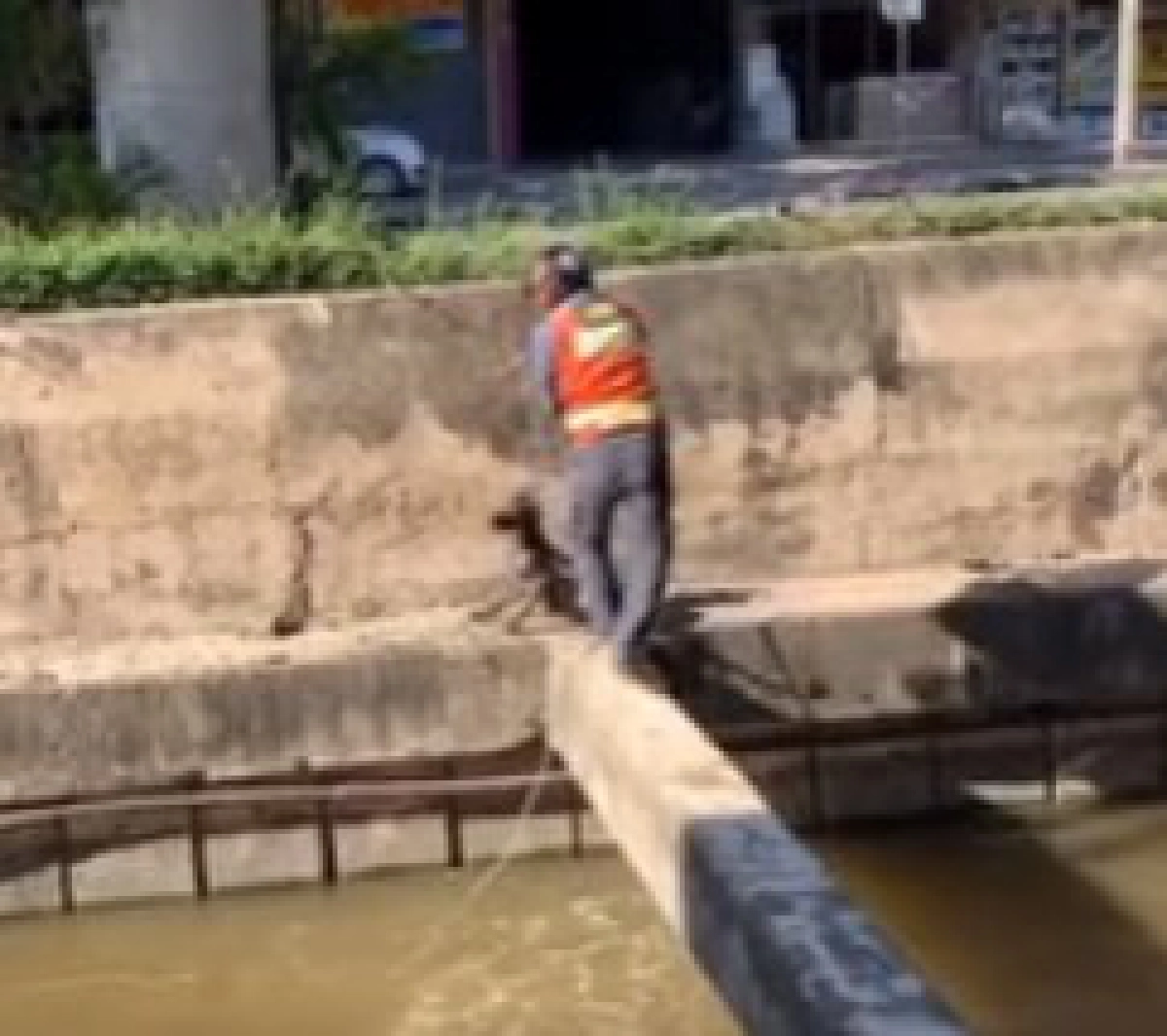 หนุ่มวินช่วยสุนัขที่กำลังตกน้ำ สุดกำลัง เพื่อให้มันปลอดภัย