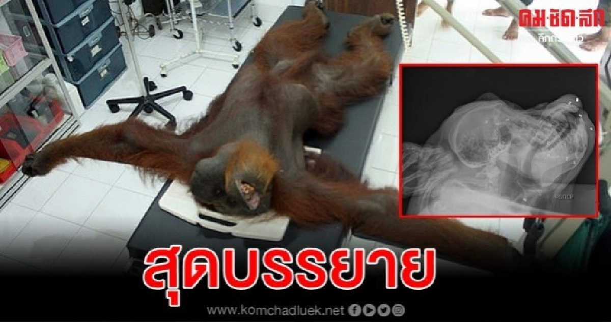 ช่วยลิงอุรังอุตังตาบอด-พรุนกระสุนปืนลม 24 นัด ช่วยลิงอุรังอุตังตาบอด-พรุนกระสุนปืนลม 24 นัด