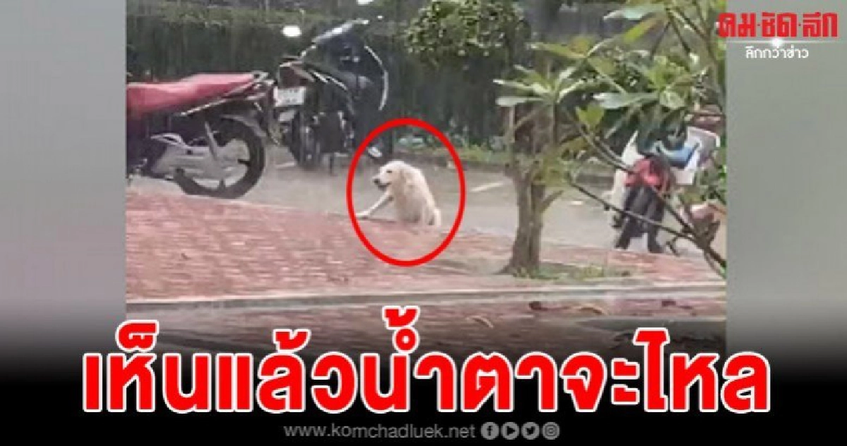 เมื่อน้องหมาอยากมาโรงเรียน แต่โดนรถชนจนขาหัก เมื่อน้องหมาอยากมาโรงเรียน แต่โดนรถชนจนขาหัก