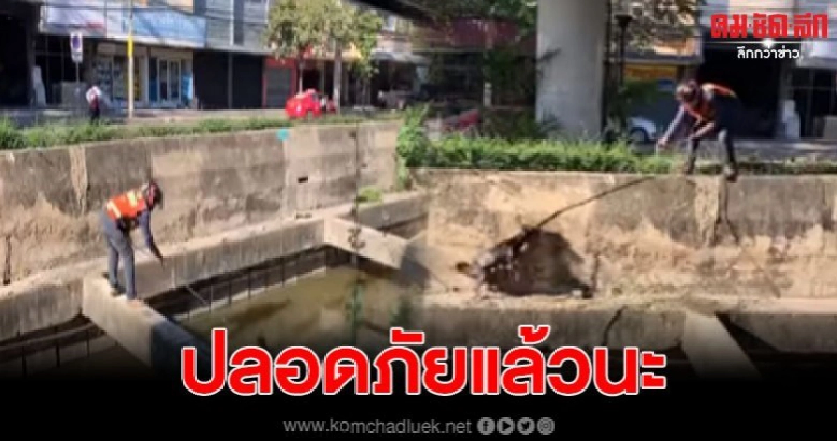 หนุ่มวินช่วยสุนัขที่กำลังตกน้ำ สุดกำลัง เพื่อให้มันปลอดภัย