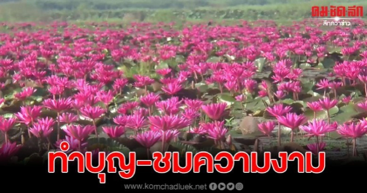นั่งเรือไหว้หลวงพ่อศิลาวัดติโลกอาราม ชมความงามของทุ่งบัวแดง นั่งเรือไหว้หลวงพ่อศิลาวัดติโลกอาราม ชมความงามของทุ่งบัวแดง