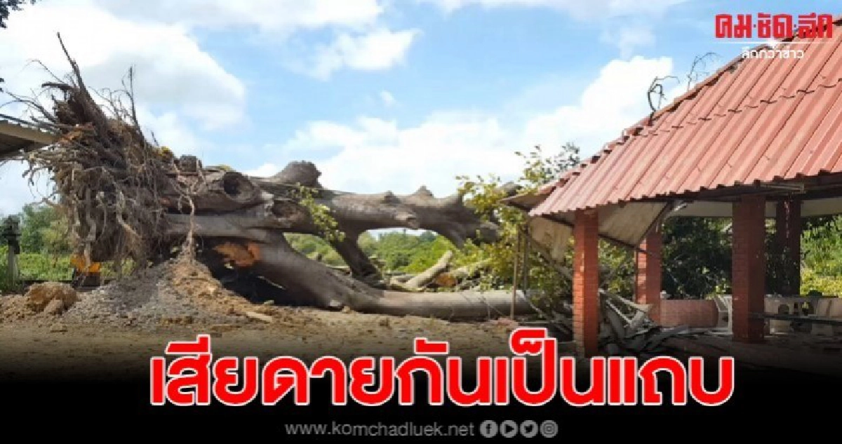ต้นไทรยักษ์ศักดิ์สิทธิ์อายุกว่า100ปีคู่เมืองหาดใหญ่ โค่นล้ม ต้นไทรยักษ์ศักดิ์สิทธิ์อายุกว่า100ปีคู่เมืองหาดใหญ่ โค่นล้ม