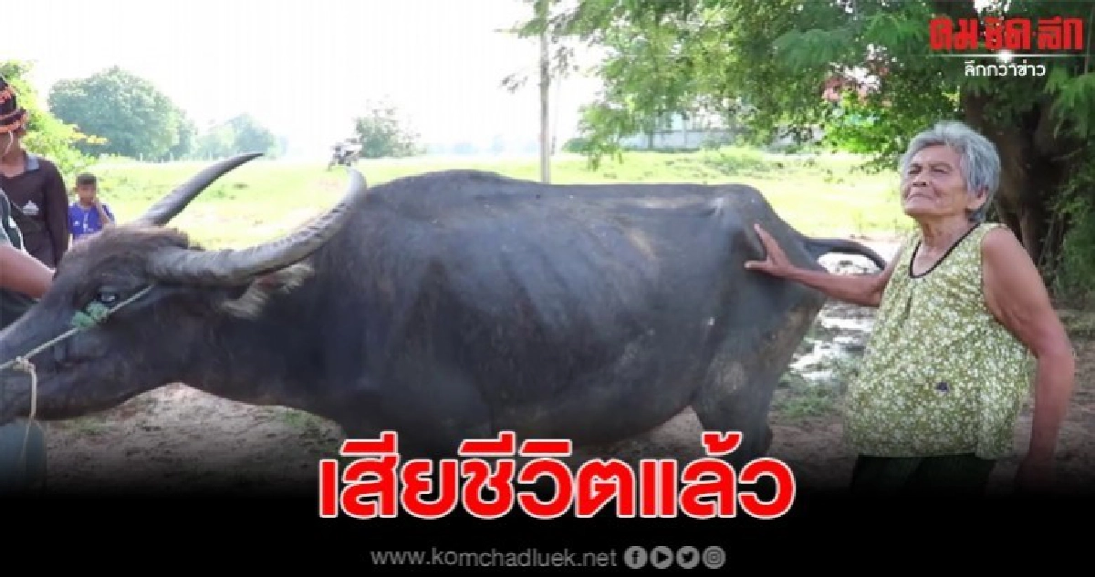 'เจ้าคบ' ควายดราม่าล่ามตากแดดทิ้งไว้ ล่าสุดเสียชีวิตแล้ว 'เจ้าคบ' ควายดราม่าล่ามตากแดดทิ้งไว้ ล่าสุดเสียชีวิตแล้ว