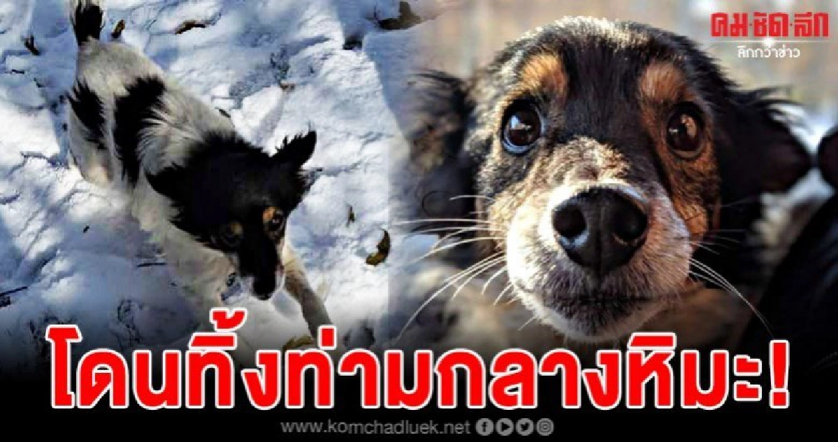 เศร้าใจเหลือเกินเมื่อน้องหมาถูกเจ้าของล่ามโซ่ท่ามกลางหิมะ