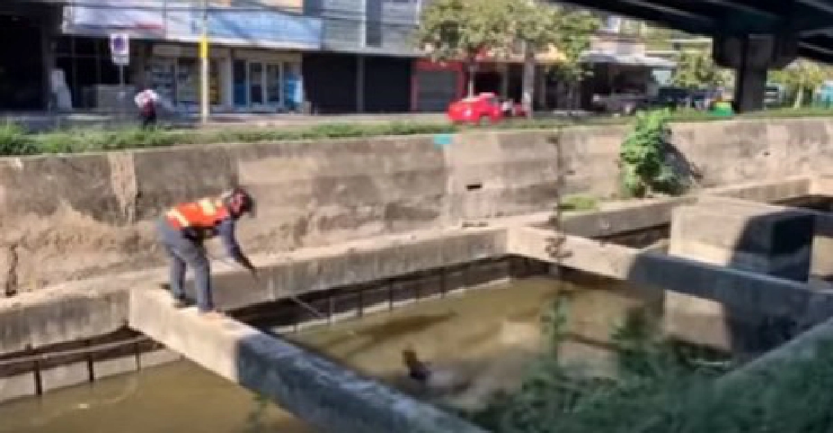 หนุ่มวินช่วยสุนัขที่กำลังตกน้ำ สุดกำลัง เพื่อให้มันปลอดภัย