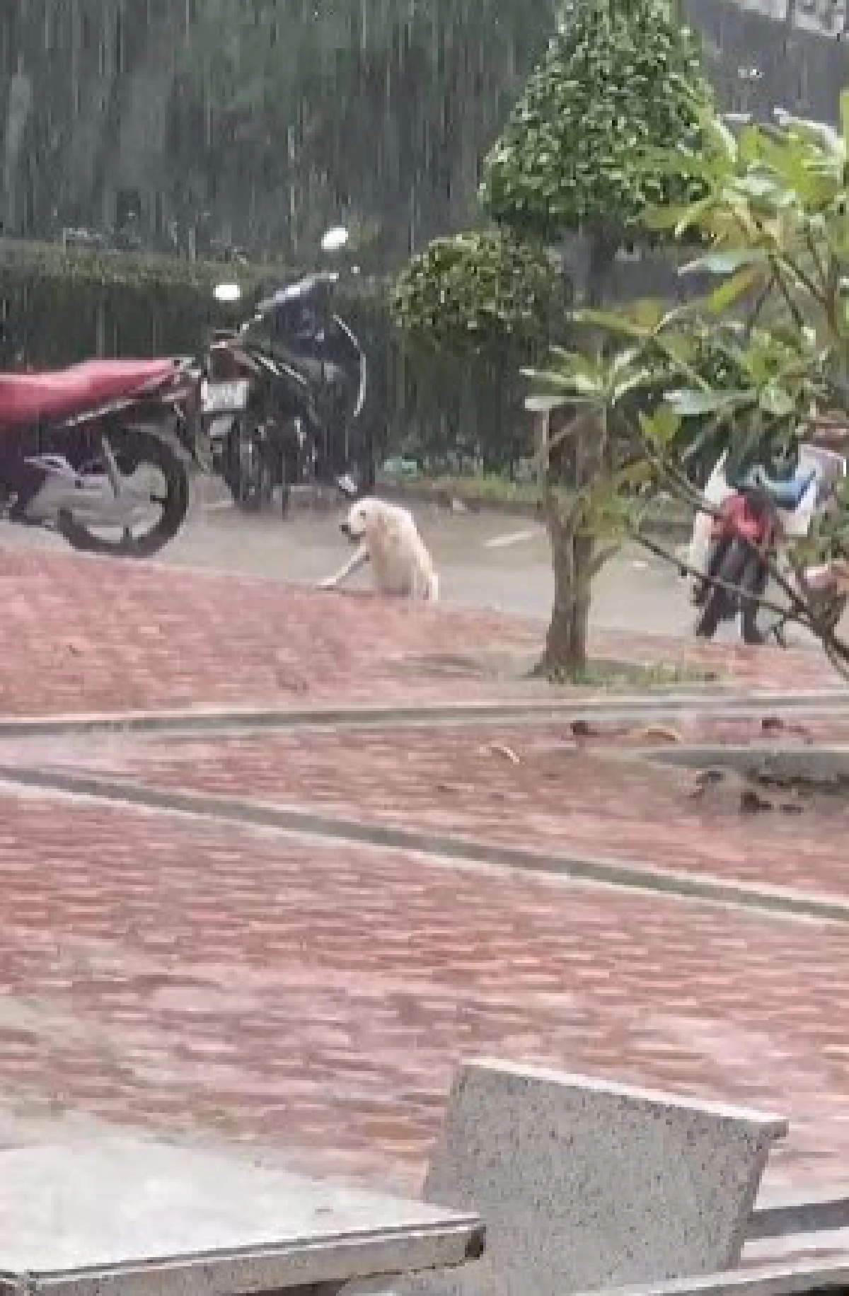  เมื่อน้องหมาอยากมาโรงเรียน แต่โดนรถชนจนขาหัก 