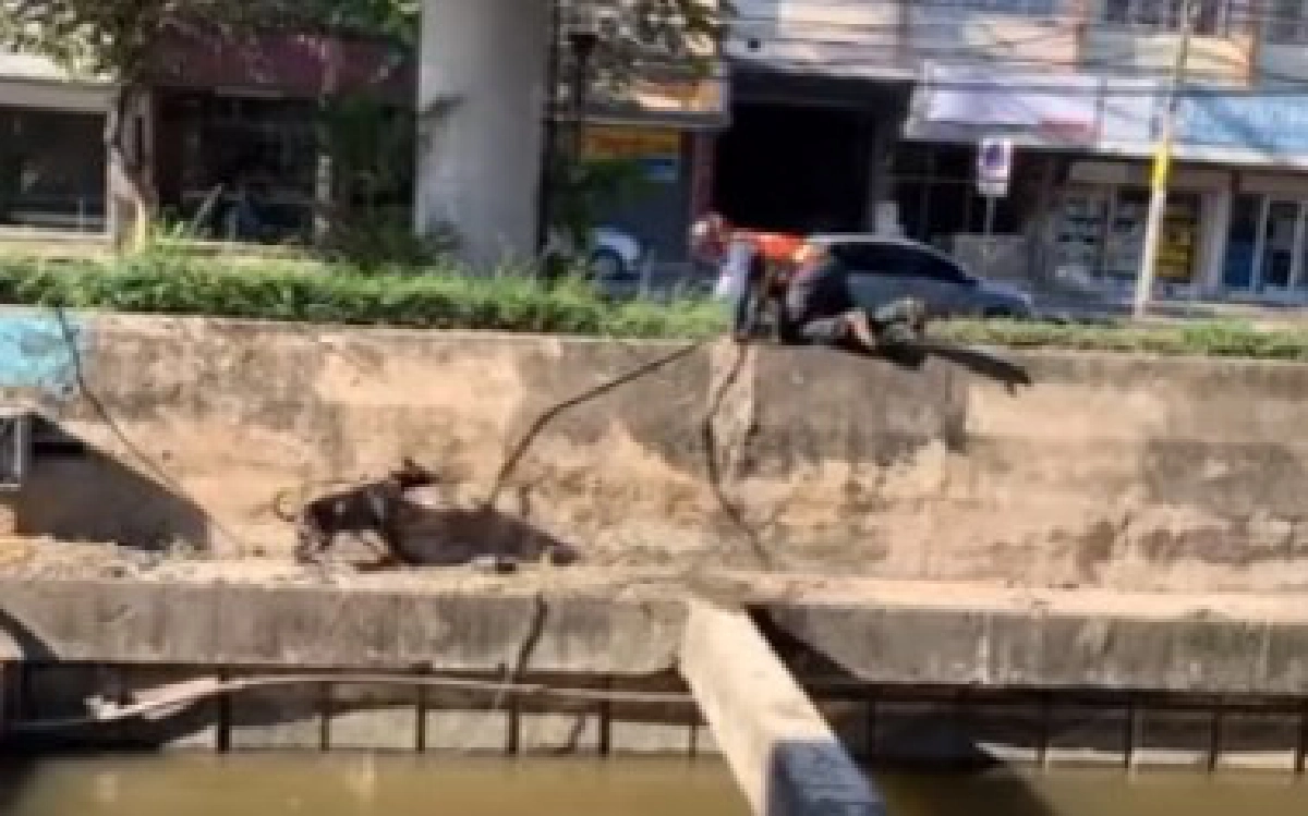 หนุ่มวินช่วยสุนัขที่กำลังตกน้ำ สุดกำลัง เพื่อให้มันปลอดภัย