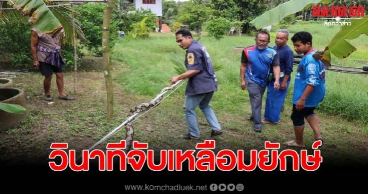 เปิดวินาทีจับเหลือมยักษ์ บุกเข้าคอกไก่ กำลังกอดรัดฟัดเหวี่ยง