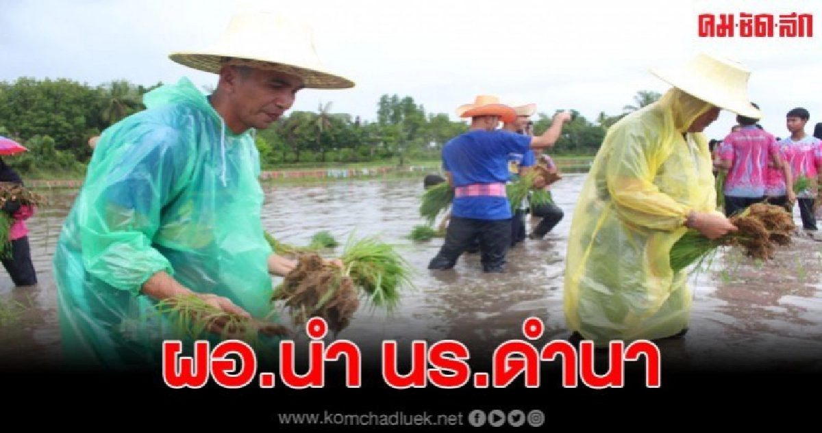ผอ.รร.นำนักเรียนร่วมกิจกรรม ดำนาสืบสานอาชีพพื้นถิ่น ผอ.รร.นำนักเรียนร่วมกิจกรรม ดำนาสืบสานอาชีพพื้นถิ่น