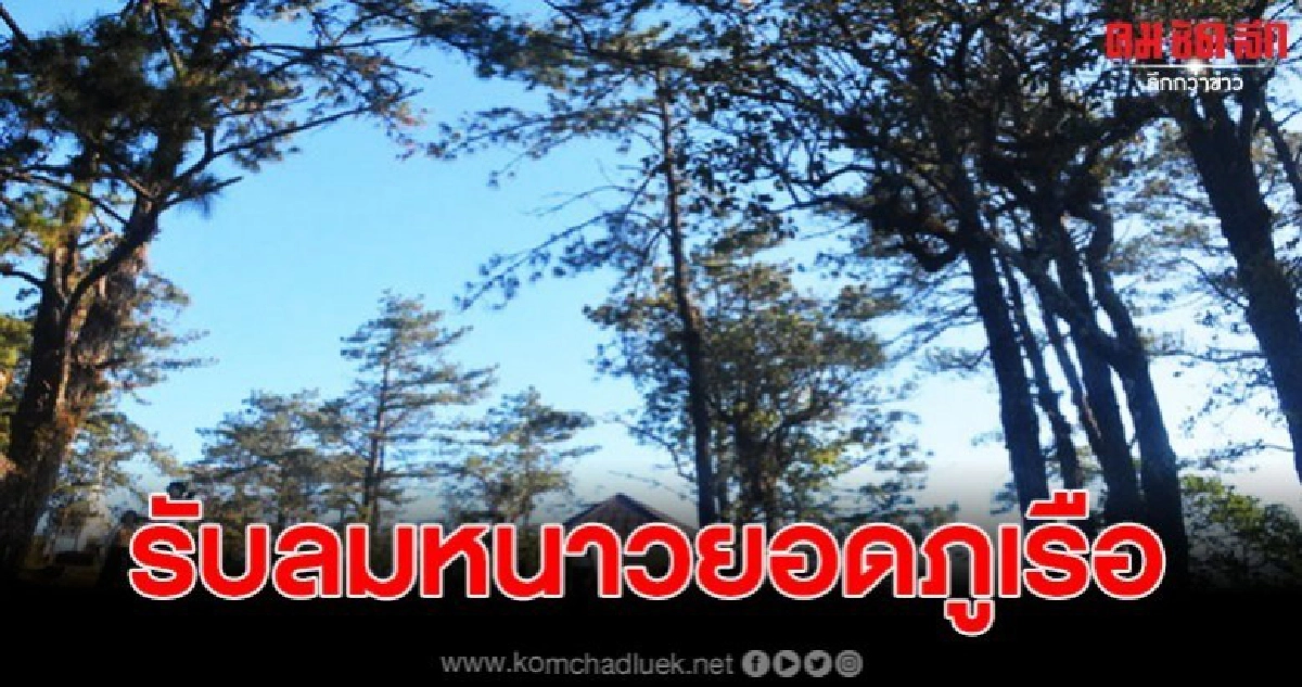 นทท.สัมผัสอากาศหนาวยอดภูเรือ ชมลานคริสต์มาสสีชมพู