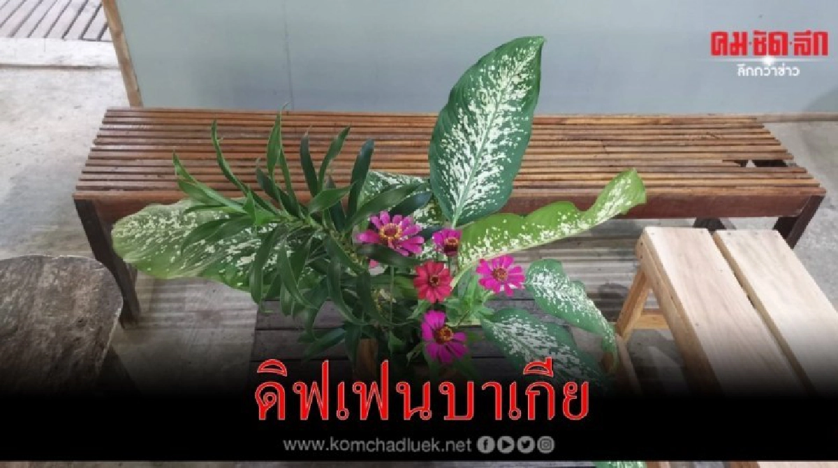 "ดิฟเฟนบาเกีย"มีประโยชน์มากกว่าใช้ต้นประดับ "ดิฟเฟนบาเกีย"มีประโยชน์มากกว่าใช้ต้นประดับ