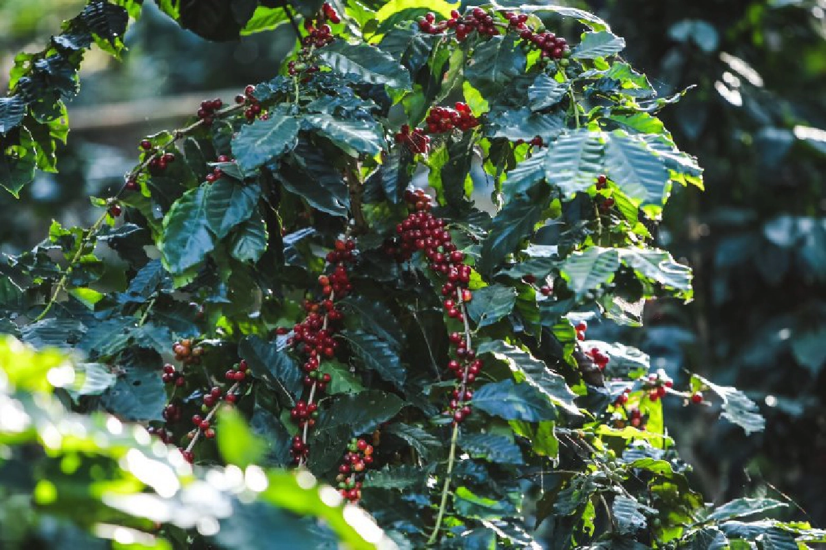 เครือซีพี เดินหน้า "สบขุ่นโมเดล" เต็มสูบ 