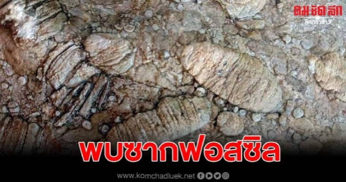 พบซากฟอสซิลดึกดำบรรพ์ในสวนปาล์ม อ.เขาฉกรรจ์ จ.สระแก้ว พบซากฟอสซิลดึกดำบรรพ์ในสวนปาล์ม อ.เขาฉกรรจ์ จ.สระแก้ว
