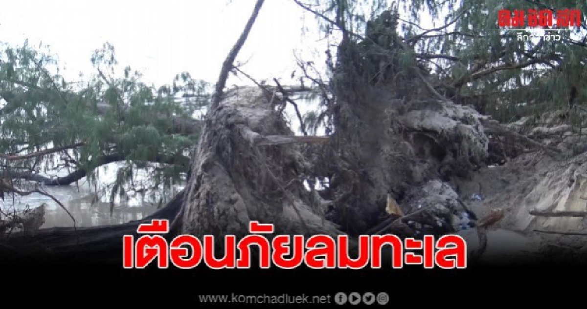 ลงพื้นที่ ตรวจสอบ ต้นสนอายุเกือบ 100 ปี ริมชายหาด ชลาทัศน์ ลงพื้นที่ ตรวจสอบ ต้นสนอายุเกือบ 100 ปี ริมชายหาด ชลาทัศน์