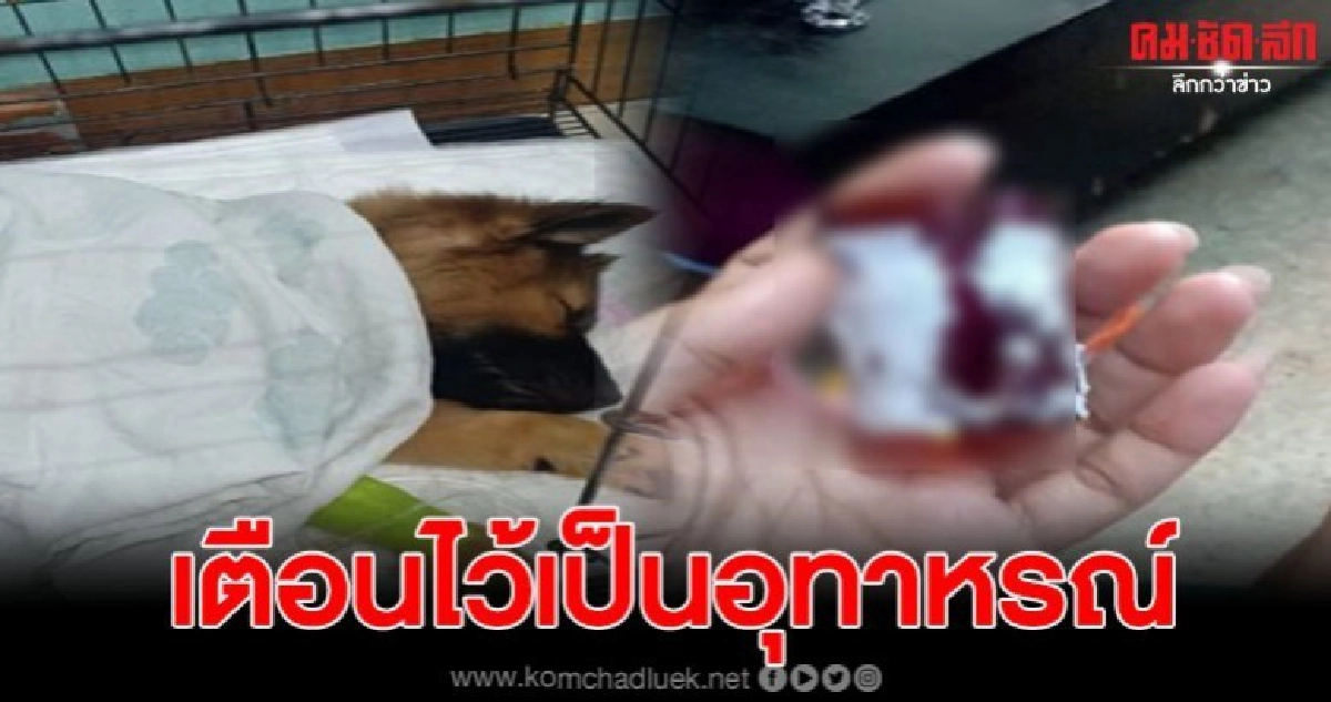 สาวตัดพ้อ เก็บยาไม่ดี สุนัขเจอกินหมดเกลี้ยง จนต้องส่งหาหมอ สาวตัดพ้อ เก็บยาไม่ดี สุนัขเจอกินหมดเกลี้ยง จนต้องส่งหาหมอ