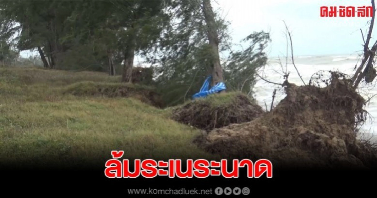 ต้นสนริมชายหาด ถูกคลื่นลมแรงกระหน่ำล้มระเนระนาด ต้นสนริมชายหาด ถูกคลื่นลมแรงกระหน่ำล้มระเนระนาด