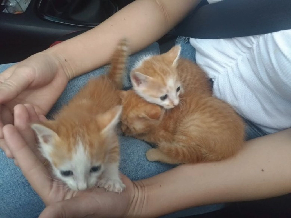 หนุ่มขับเก๋งไปเที่ยวห้าง แต่หลงเข้าป่า ได้แมวกลับบ้านแทน