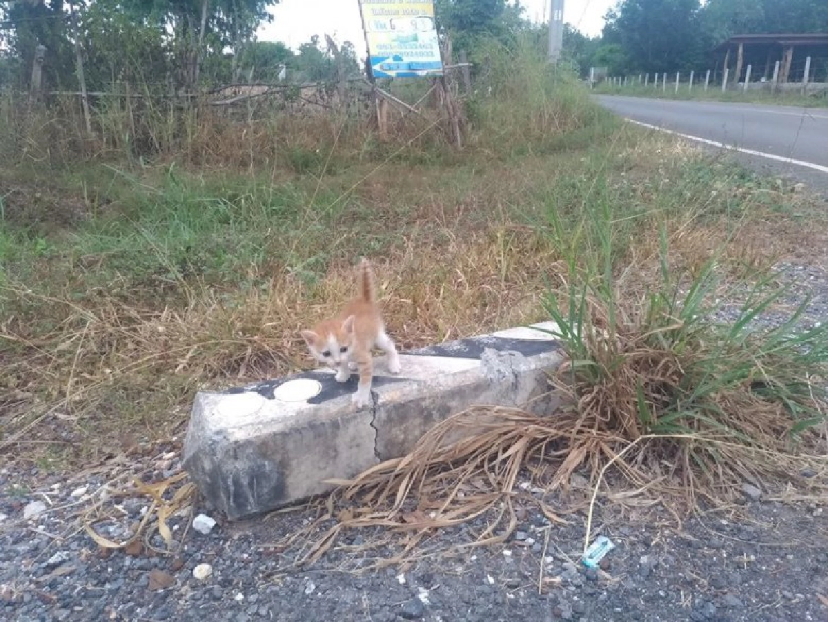 หนุ่มขับเก๋งไปเที่ยวห้าง แต่หลงเข้าป่า ได้แมวกลับบ้านแทน