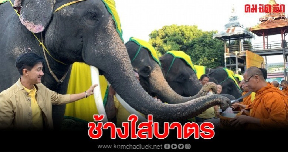 สวนนงนุชนำช้างแสนรู้ใส่บาตรพระสงฆ์  