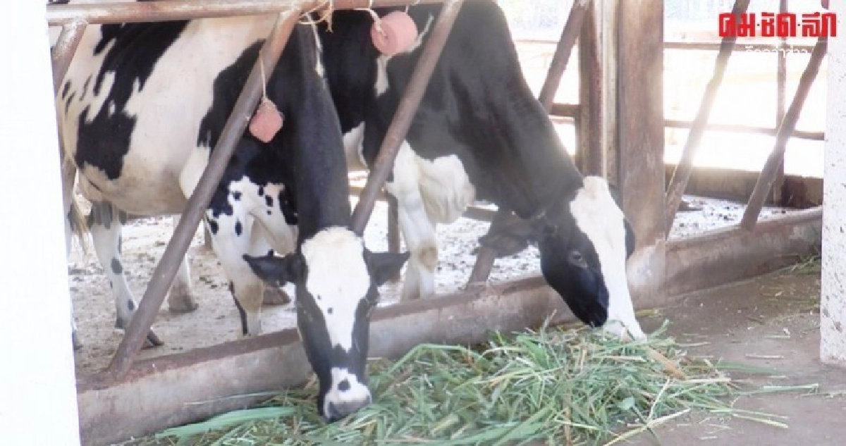 เร่งขับเคลื่อนฟาร์มโคนมขนาดเล็กสืบสานอาชีพโคนมจากรุ่นสู่รุ่น