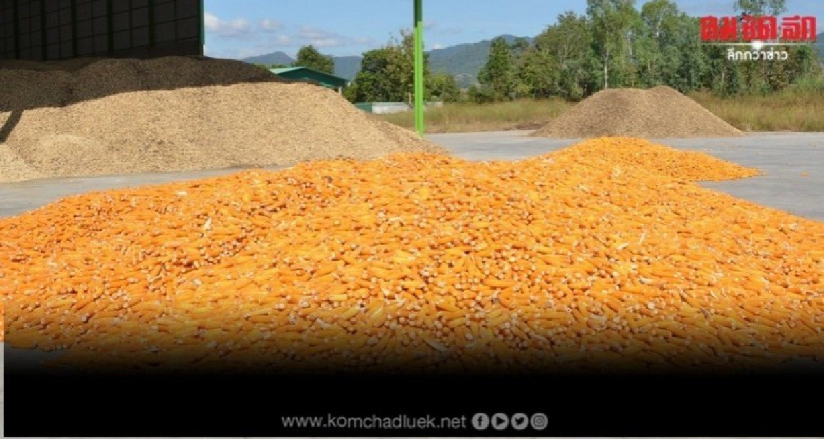 สหกรณ์ลุยส่งเสริมปลูกข้าวโพดหลังนาผ่านระบบสหกรณ์