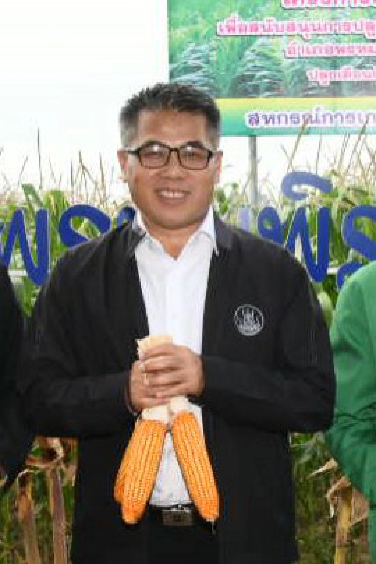 สหกรณ์ลุยส่งเสริมปลูกข้าวโพดหลังนาผ่านระบบสหกรณ์