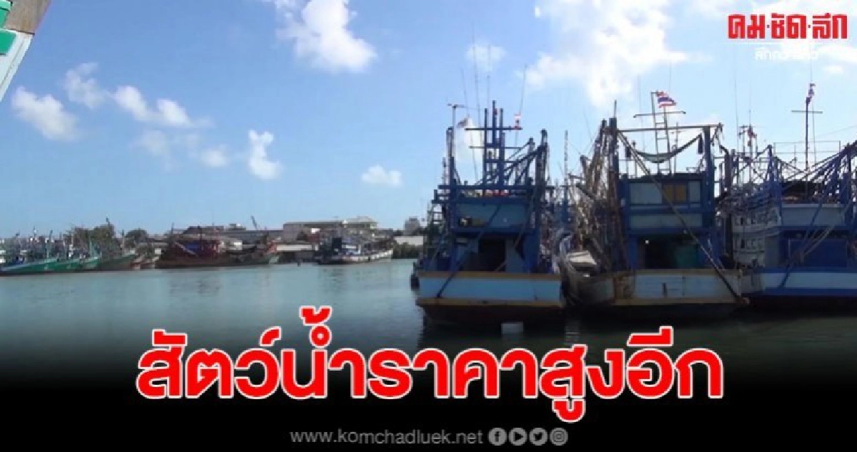 เริ่มเข้าสู่สภาวะขาดแคลนสัตว์น้ำขาย และราคาสูงขึ้น เริ่มเข้าสู่สภาวะขาดแคลนสัตว์น้ำขาย และราคาสูงขึ้น