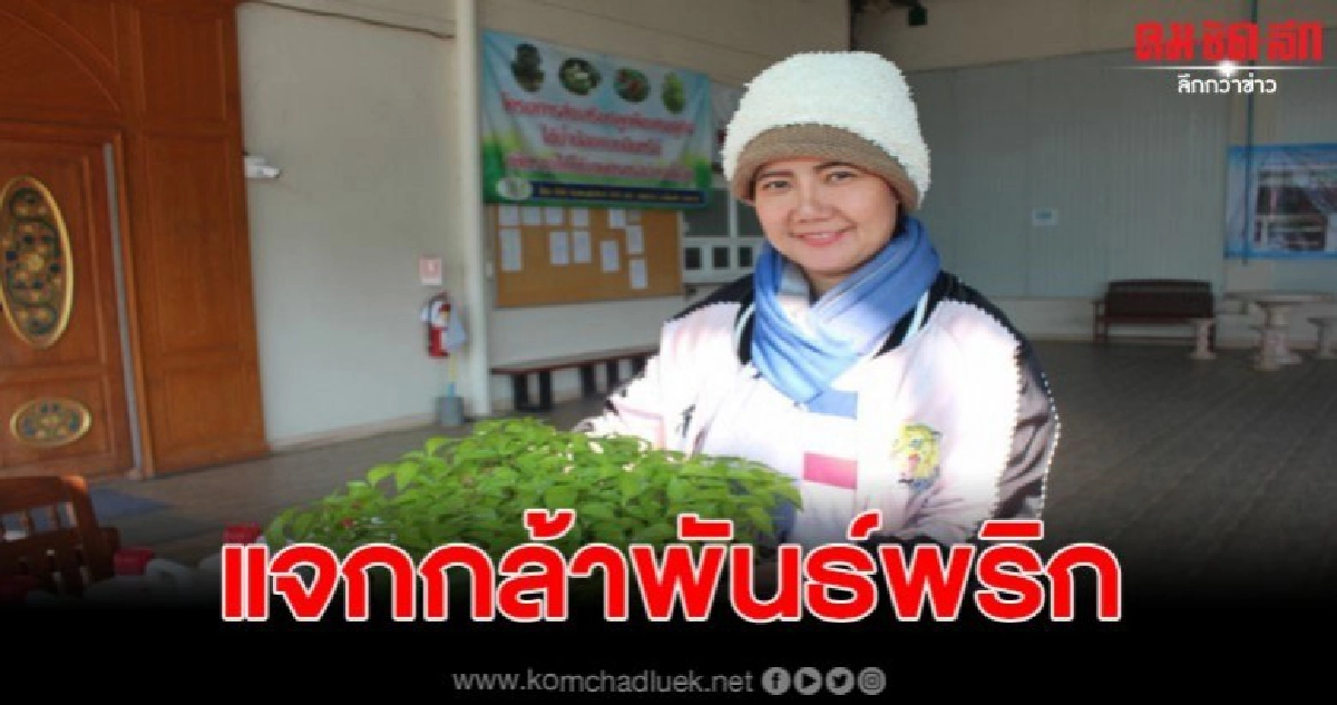 โรงงานJKพะเยา แจกกล้าพันธุ์พริกชี้ฟ้าแดง โรงงานJKพะเยา แจกกล้าพันธุ์พริกชี้ฟ้าแดง
