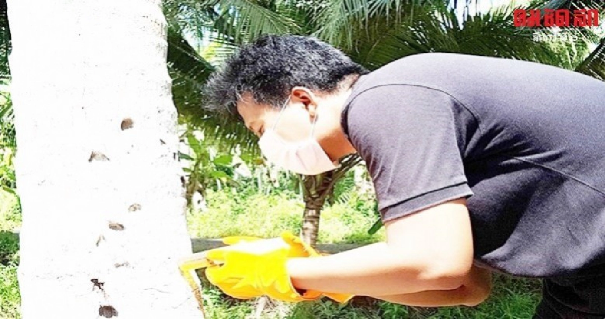 เตือนเกษตรกรหมั่นสำรวจแปลงรับมือแมลงดำหนามมะพร้าว