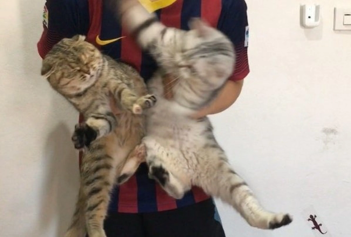 เจ้าของหนักใจ เลี้ยงแมวมา 2 เดือน ทะเลาะกันทุกวัน