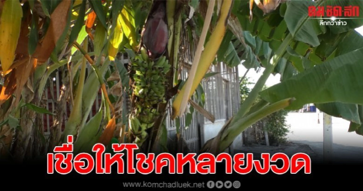 พบหัวปลีโผล่กลางต้น-ตั้งตรงชี้ขึ้นสู่ท้องฟ้า ทำเจ้าของดวงเฮง พบหัวปลีโผล่กลางต้น-ตั้งตรงชี้ขึ้นสู่ท้องฟ้า ทำเจ้าของดวงเฮง