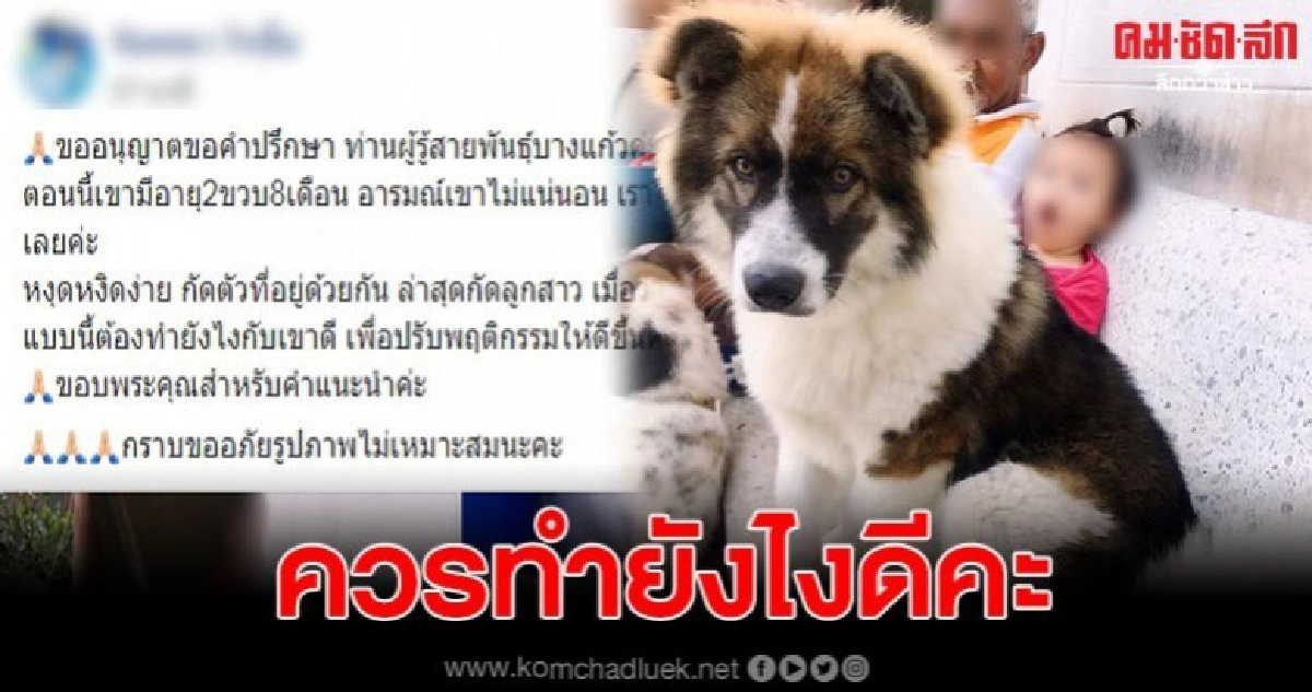 เจ้าของหนักใจ สุนัขบางแก้ว อารมณ์แปรปรวน แถมยังกัดลูกสาว เจ้าของหนักใจ สุนัขบางแก้ว อารมณ์แปรปรวน แถมยังกัดลูกสาว