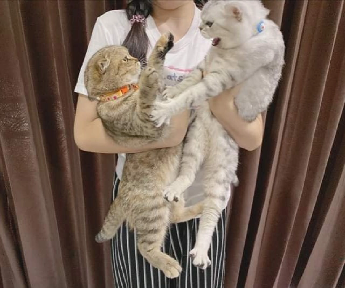 เจ้าของหนักใจ เลี้ยงแมวมา 2 เดือน ทะเลาะกันทุกวัน