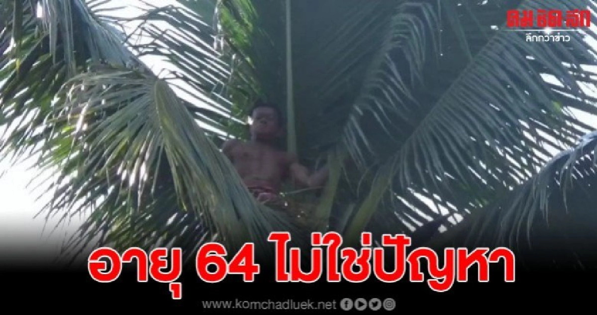 ชายวัย 64 ปีนต้นมะพร้าวมือเปล่าสูงกว่า 30 เมตร ง่ายๆ สบายๆ