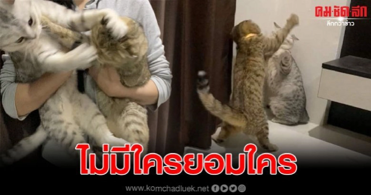 เจ้าของหนักใจ เลี้ยงแมวมา 2 เดือน ทะเลาะกันทุกวัน เจ้าของหนักใจ เลี้ยงแมวมา 2 เดือน ทะเลาะกันทุกวัน