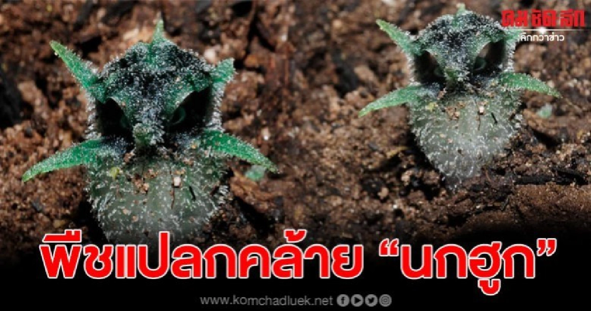 พืชชนิดใหม่ของโลก มีลักษณะคล้าย นกฮูก พบบนดอยหัวหมด